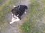 Border collie Blacki