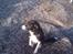 Border collie Blacki