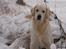 Golden retriever Loui <3 - Velkommen til Loui´s profil. håber i kan lide ham <3
