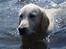 Golden retriever Loui <3