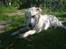 Golden retriever Loui <3