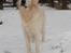Golden retriever Loui <3