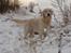 Golden retriever Loui <3