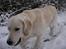 Golden retriever Loui <3 - smukke loui <3