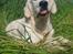 Golden retriever Loui <3