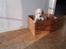 Golden retriever Loui <3 - der gad han ikke ligge <3 en bestemt herre