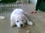 Golden retriever Loui <3