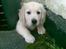Golden retriever Loui <3