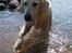 Golden retriever Loui <3 - loui i vandet <3