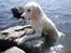 Golden retriever Loui <3 - hvordan kommer jeg op?! :o <3