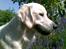 Golden retriever Loui <3 - smukke hund :I 