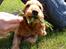 Cocker spaniel Diesel