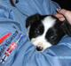 Border collie Alto
