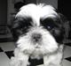 Shih tzu Kalle