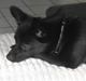 Blanding af racer (Schipperke) Nucca