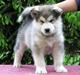 Alaskan malamute Enzo