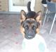 Schæferhund Buller R.I.P.