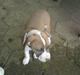 Amerikansk staffordshire terrier Bastian  solgt =(
