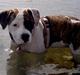 Amerikansk bulldog Kettners Gucci Mali Malou