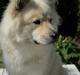 Eurasier Asklunds Charming Cliff