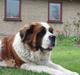 Sankt bernhardshund Lucky RIP