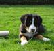 Grosser schweizer sennenhund Grosser Stars Amanda