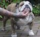 Engelsk bulldog Otto Man