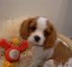 Cavalier king charles spaniel Cavalot´s Emma