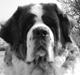 Sankt bernhardshund puppie R.I.P.