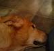 Labrador retriever Tiggi