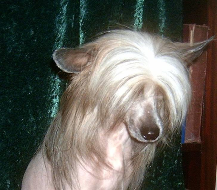 Chinese crested hårløs Wendy Rosa Thea billede 2