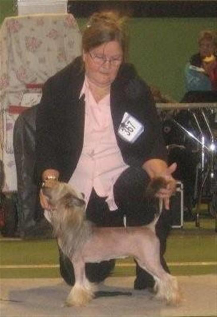 Chinese crested hårløs Wendy Rosa Thea billede 3