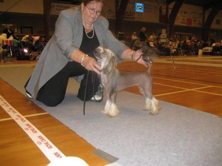 Chinese crested hårløs Wendy Rosa Thea billede 4