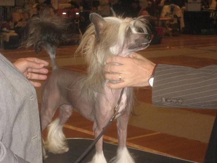 Chinese crested hårløs Wendy Rosa Thea billede 5