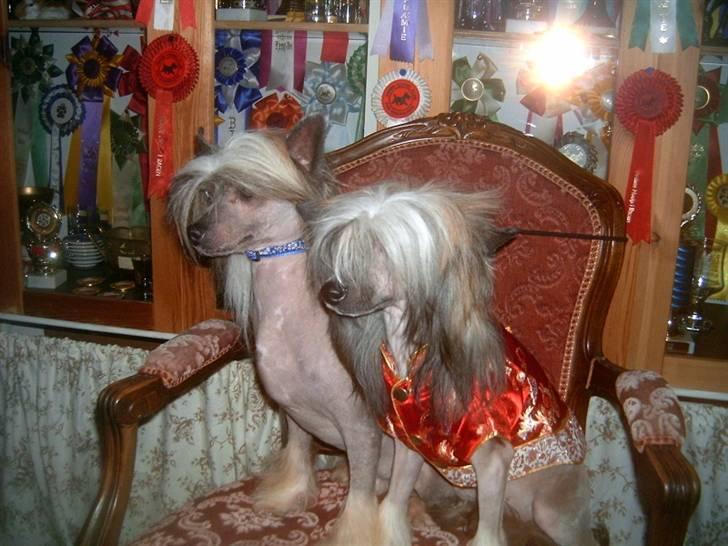 Chinese crested hårløs Wendy Rosa Thea billede 6
