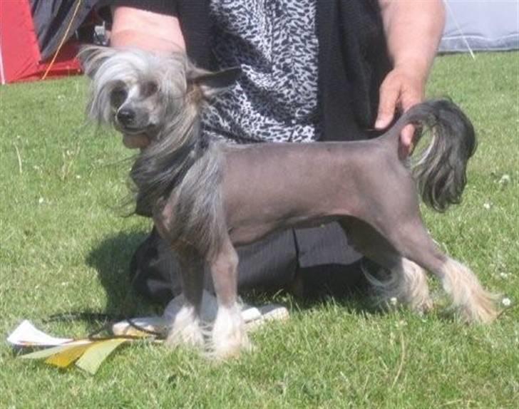 Chinese crested hårløs Wendy Rosa Thea billede 8
