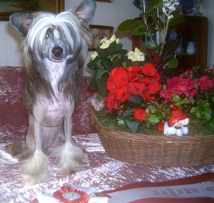 Chinese crested hårløs Wendy Rosa Thea billede 9
