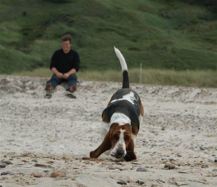 Basset hound Berta  billede 10