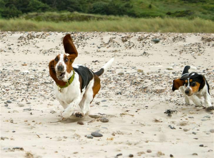 Basset hound Berta  billede 11