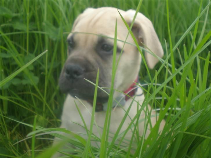 Bullmastiff Vera billede 1