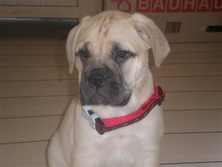 Bullmastiff Vera billede 2