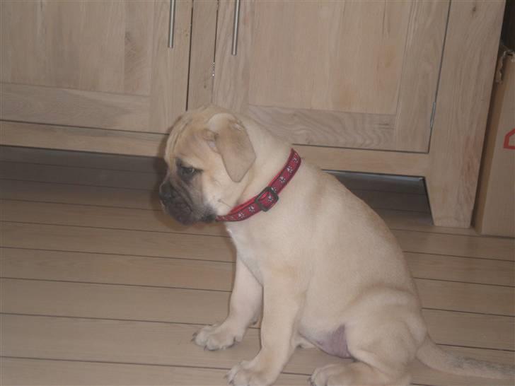 Bullmastiff Vera billede 3