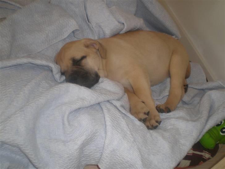 Bullmastiff Vera billede 4