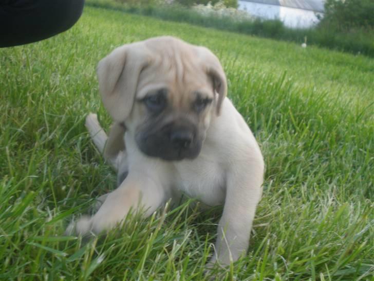 Bullmastiff Vera billede 5