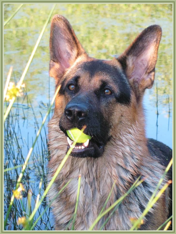Schæferhund - "Bjarli oliver" - King - Se - nu er jeg blevet en stor dreng :) billede 1