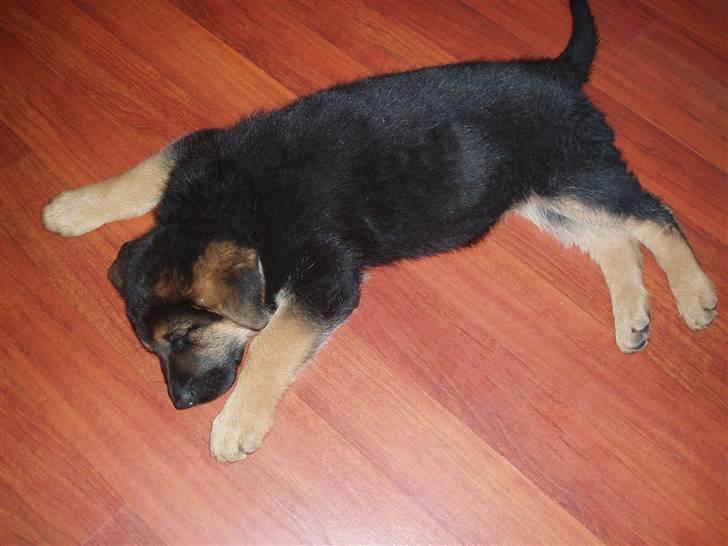 Schæferhund - "Bjarli oliver" - King - Så er mit nye hjem undersøgt... og puuh hvor er jeg træt... billede 2