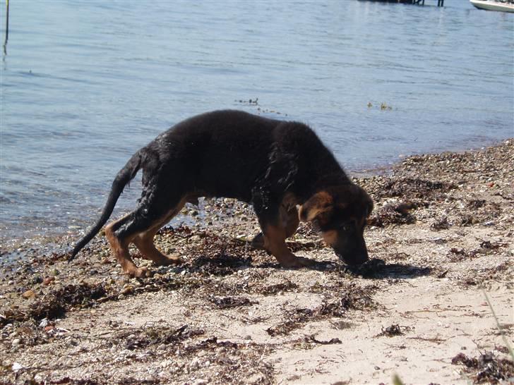 Schæferhund - "Bjarli oliver" - King - En ægte vandhund, 12 uger... billede 3