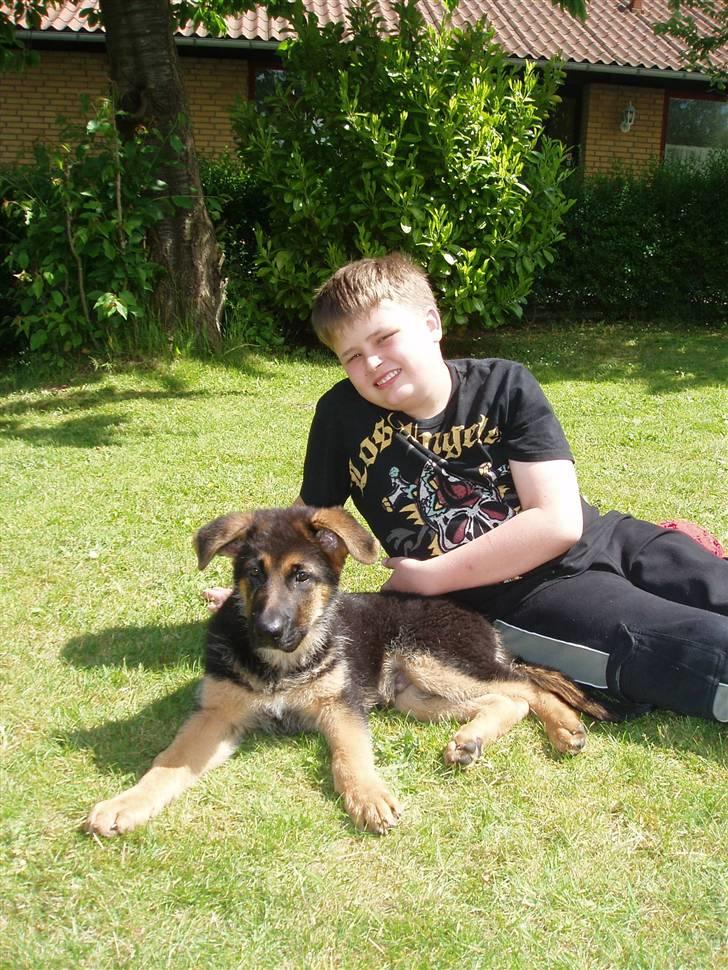 Schæferhund - "Bjarli oliver" - King billede 4