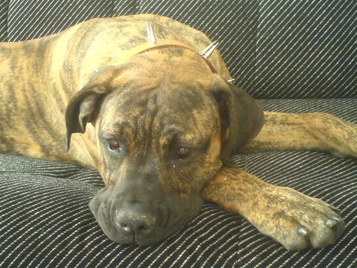 Boerboel Tezza - Nyt Halsbånd- men interressere det mig??? - Nej... billede 1