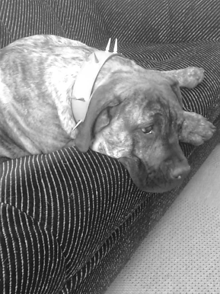 Boerboel Tezza - Nyt Halsbånd- Stadig BLOB... billede 2